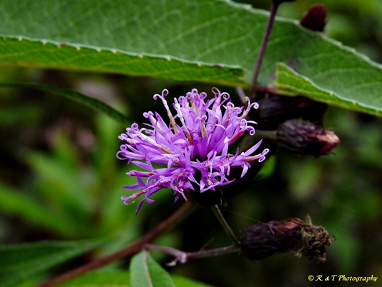 {Vernonia noveboracensis}